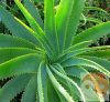 LR Aloe vera propoliszos krém 100 ml